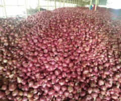 Onion Wholesale Madurai