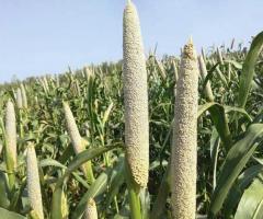 Pearl Millet Wholesale Supplier Thoothukudi